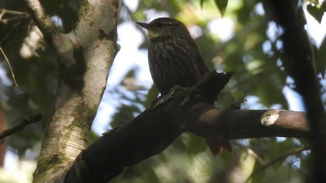 Anabate à sourcils fauves - ML422903991