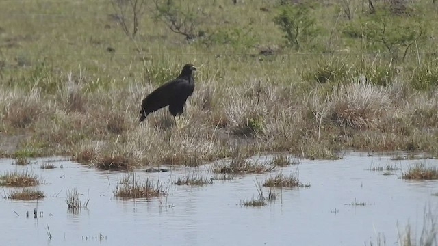 Great Black Hawk - ML422904041