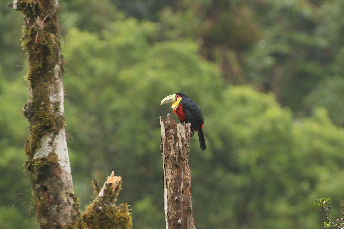 Red-breasted Toucan - ML42290451
