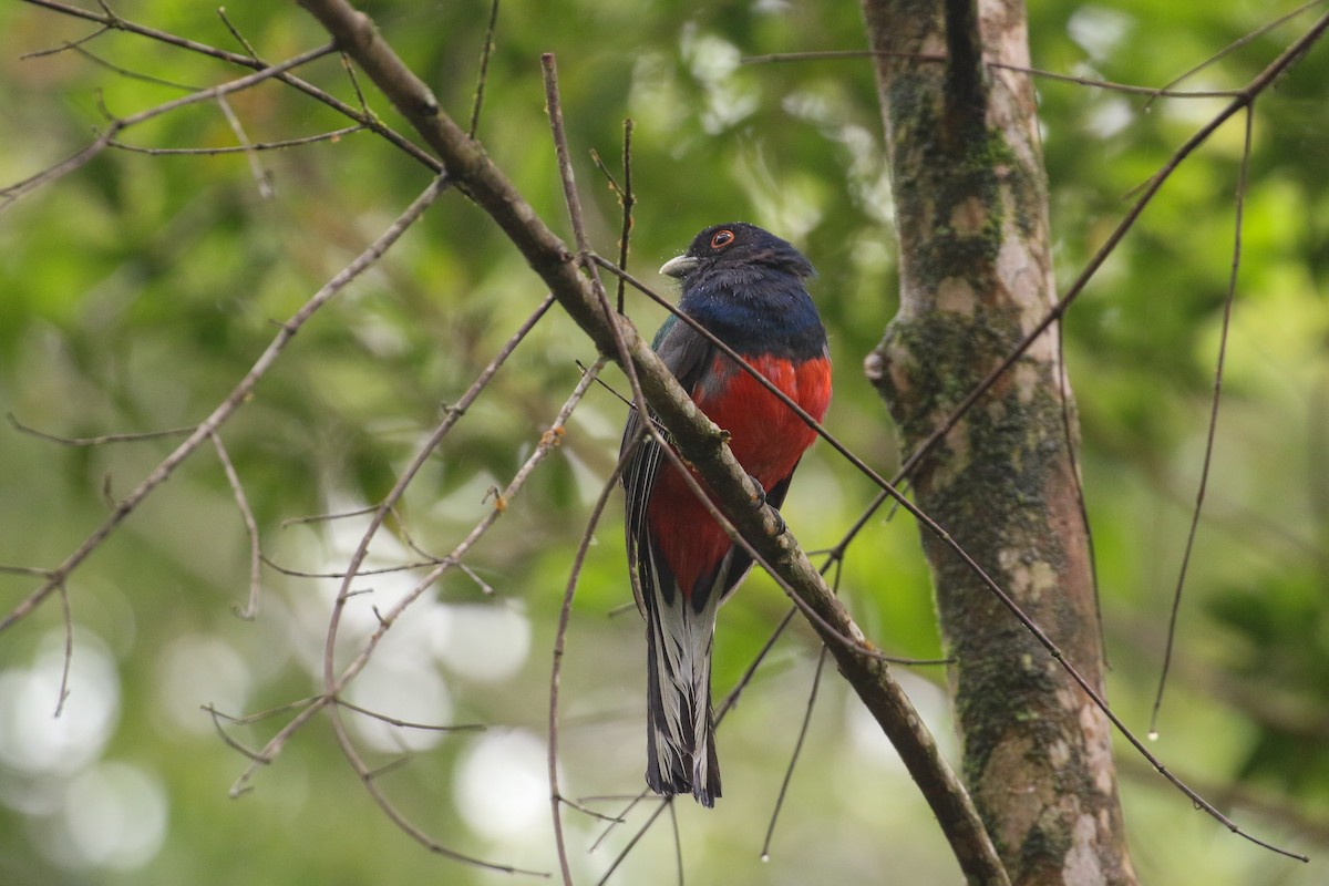 Surucuátrogon (surrucura) - ML42290491