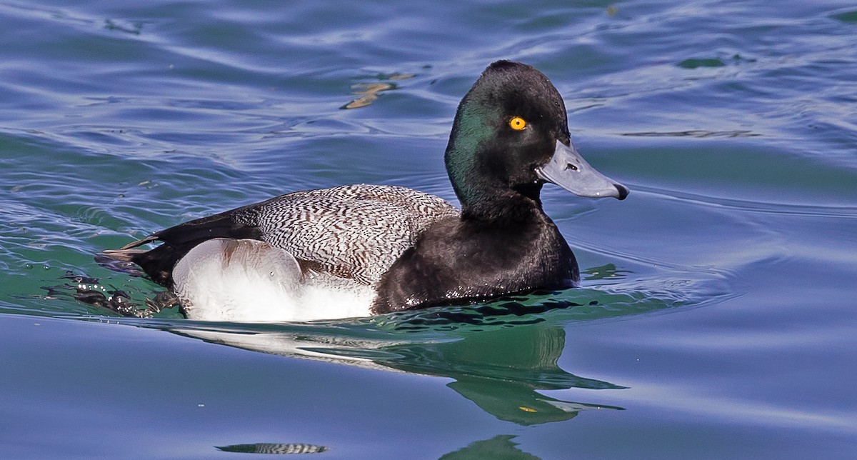 Lesser Scaup - ML422904941