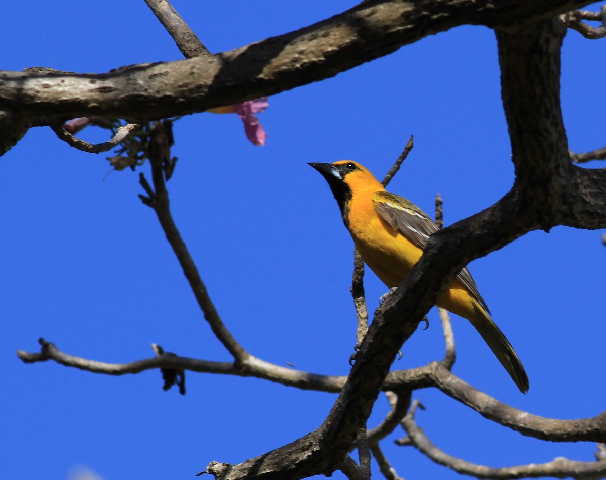 Streak-backed Oriole - ML422904991