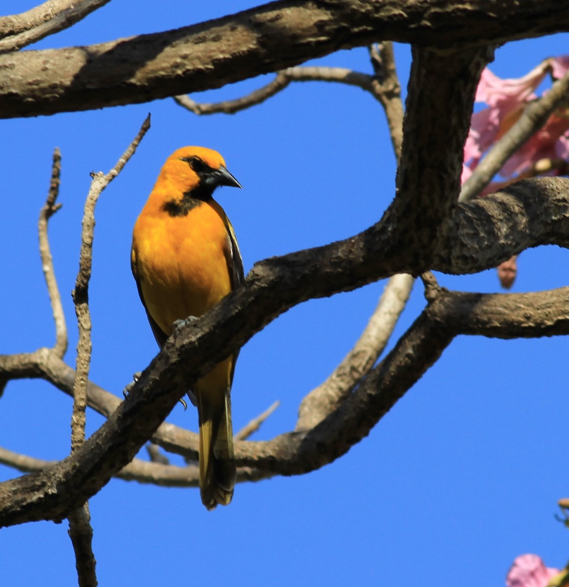 Streak-backed Oriole - ML422905281