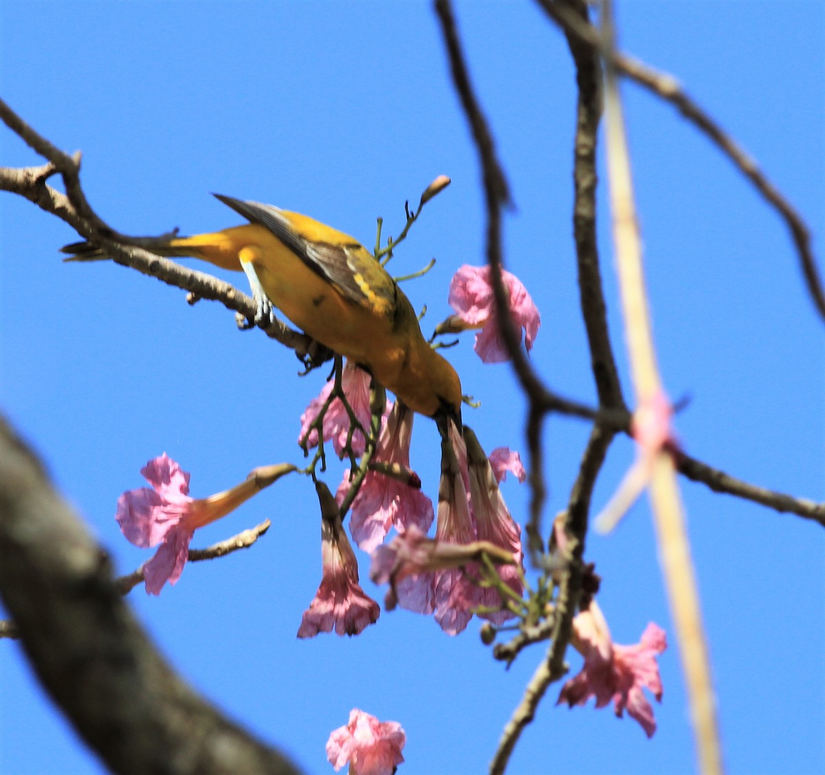 Streak-backed Oriole - ML422905291