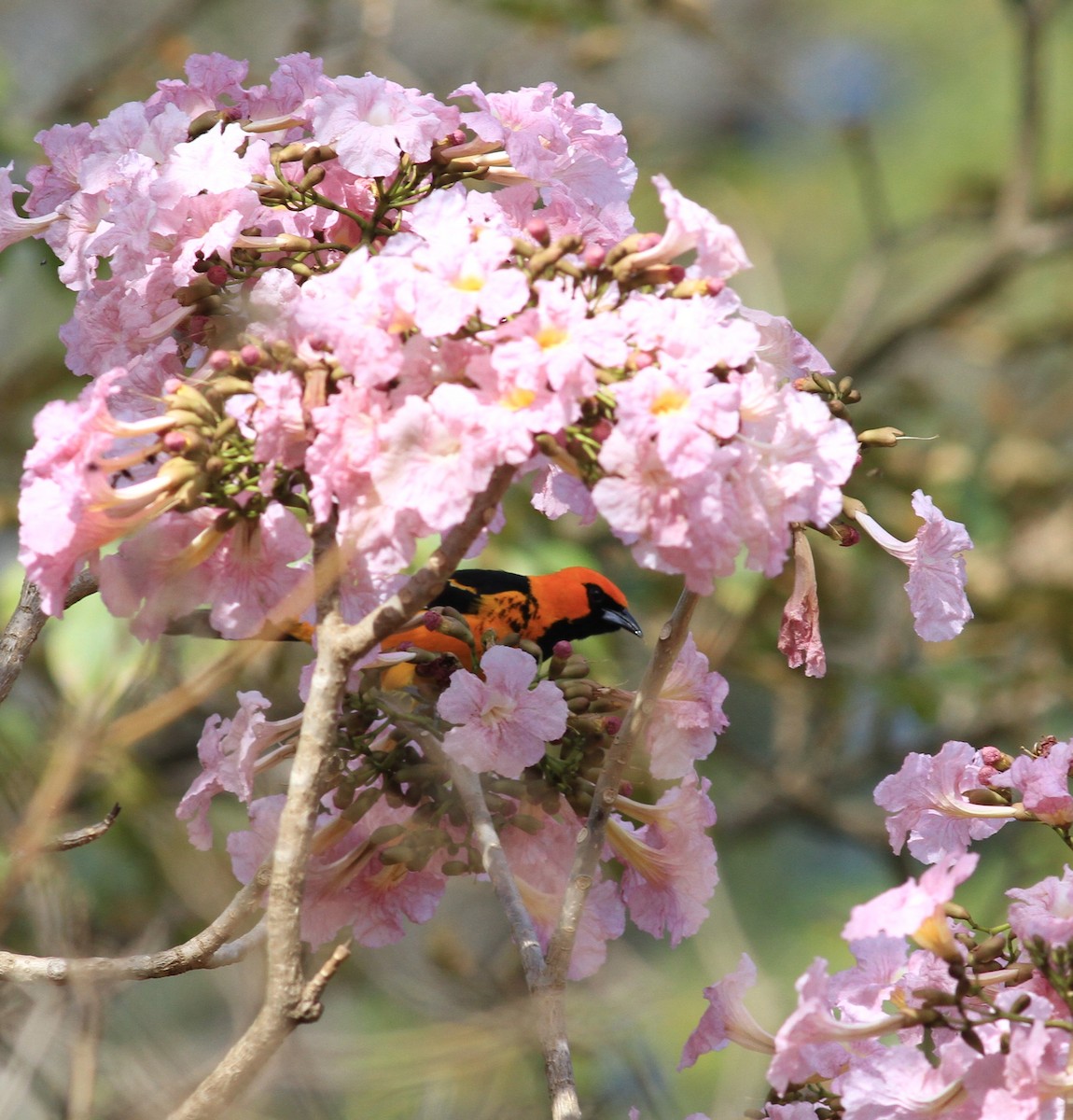 Spot-breasted Oriole - ML422905561