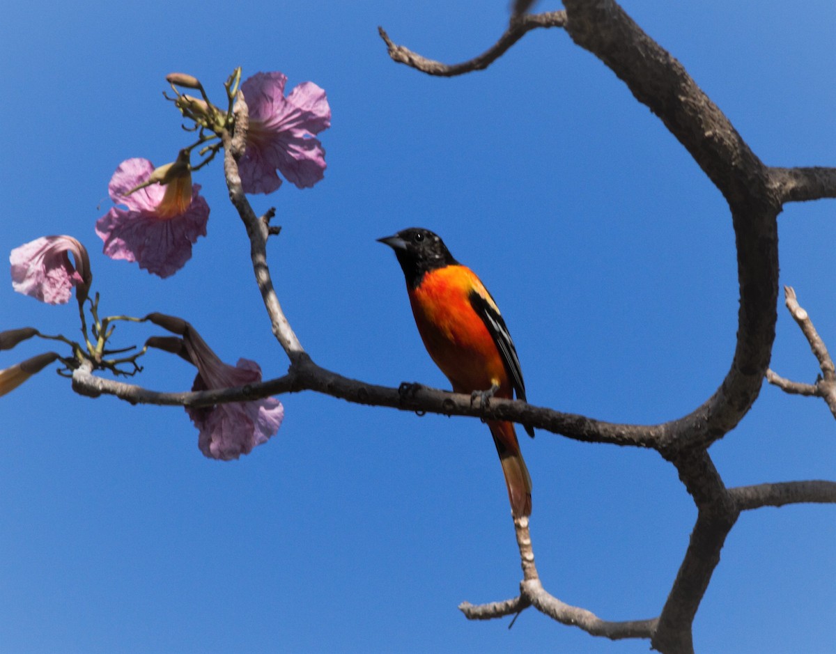 Baltimore Oriole - ML422905671