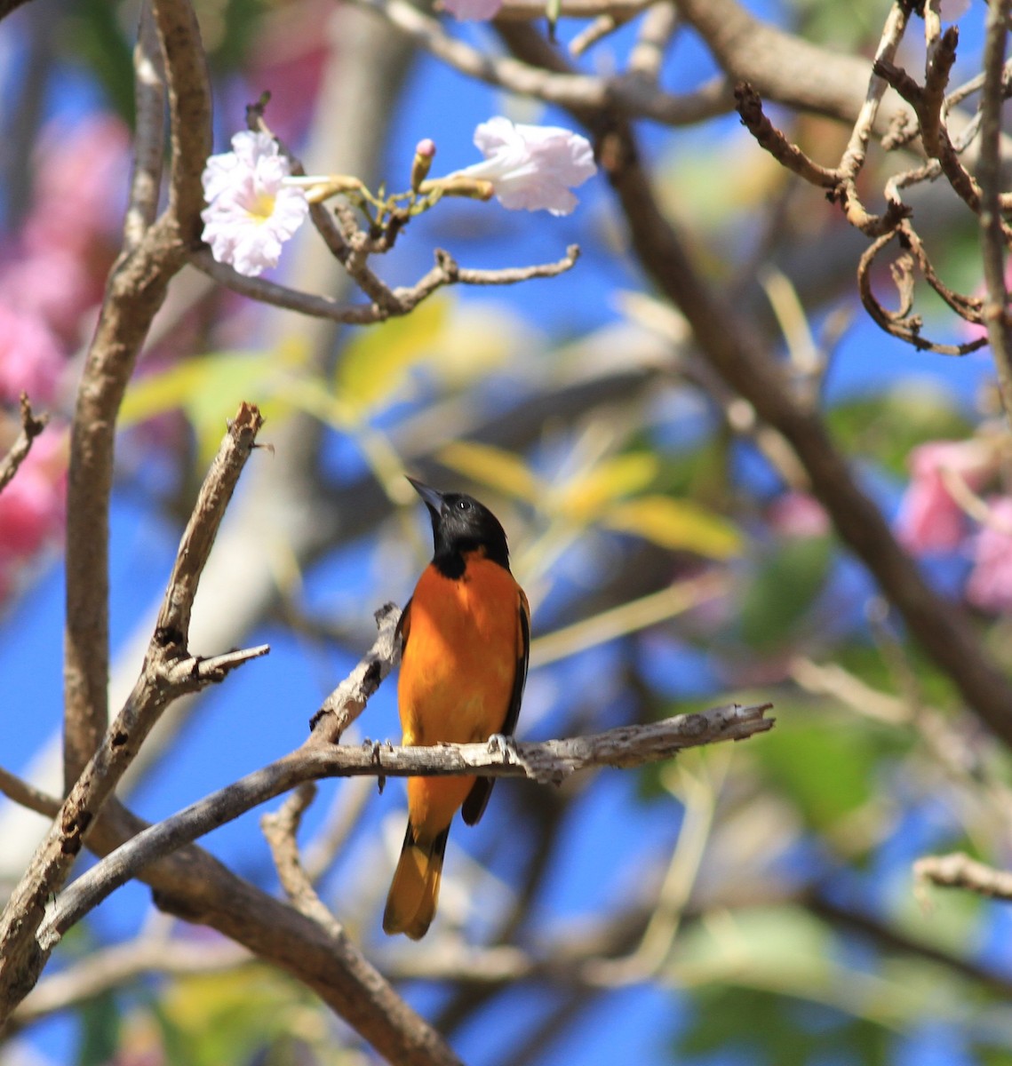 Baltimore Oriole - ML422905831