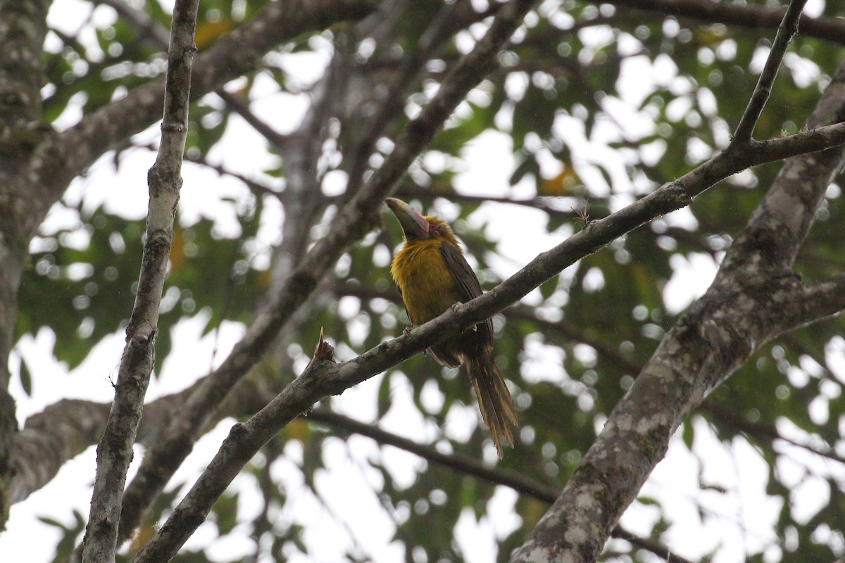 Saffron Toucanet - ML42290591