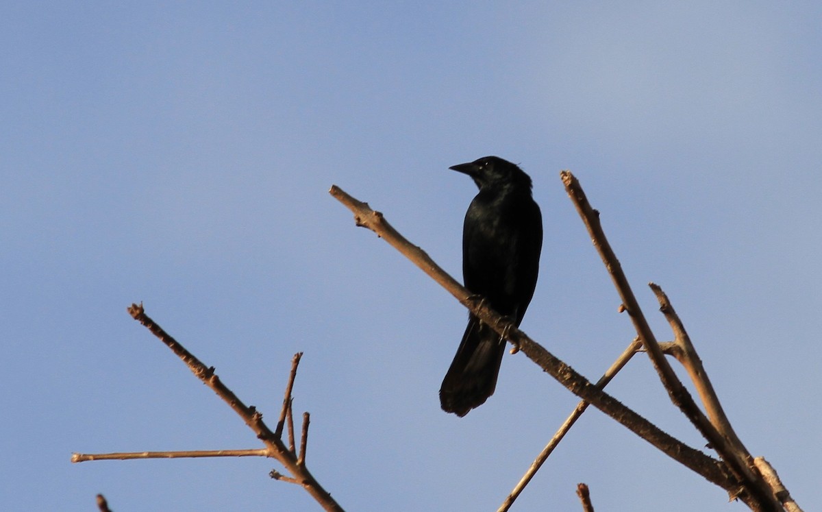 Melodious Blackbird - ML422906001