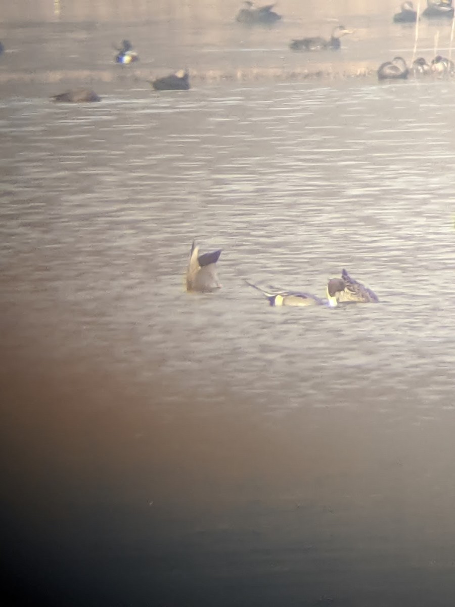 Northern Pintail - ML422906611