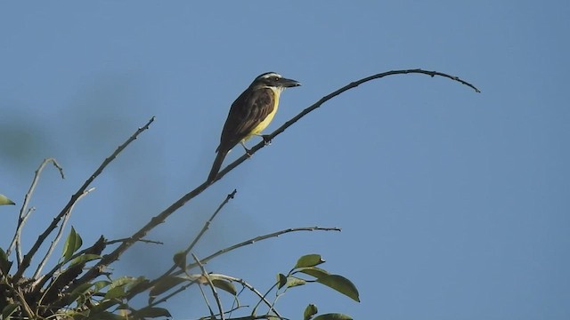 Boat-billed Flycatcher - ML422906791