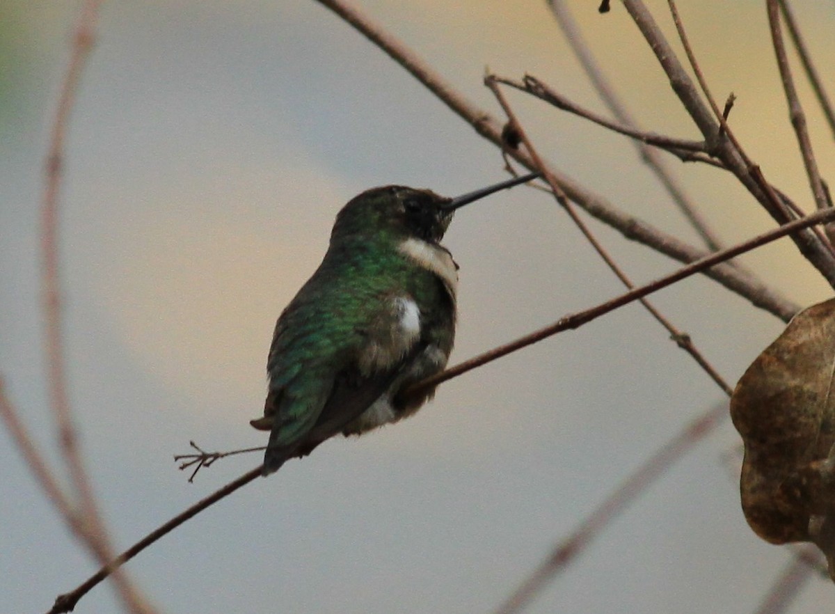 Ruby-throated Hummingbird - ML422906801