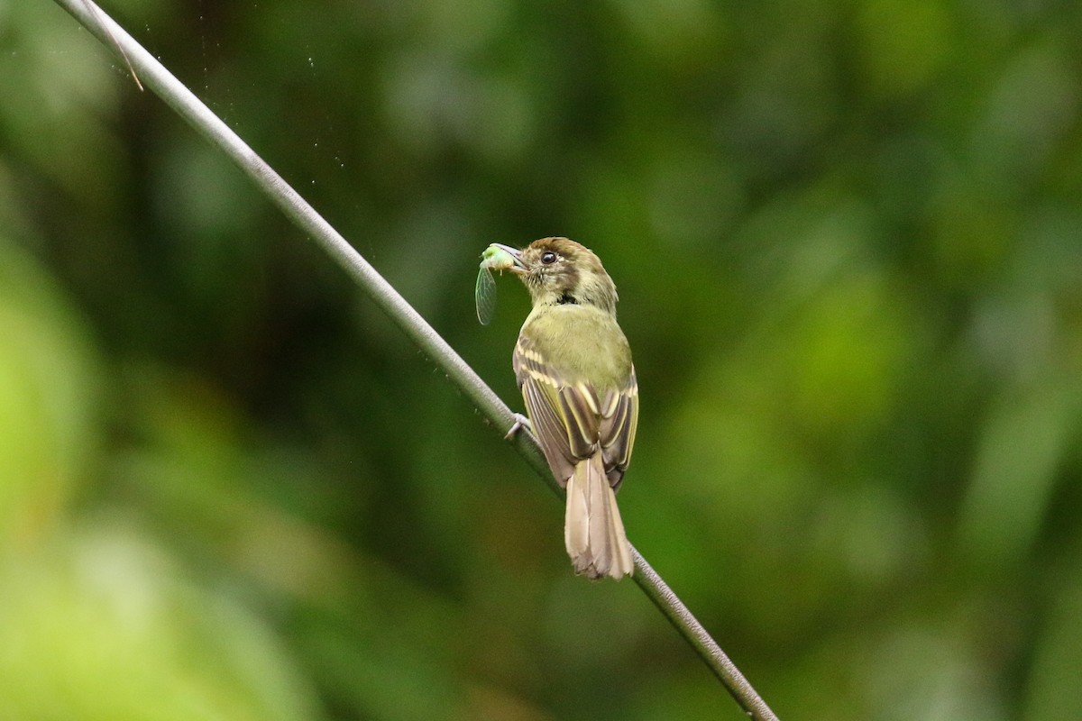 Sepia-capped Flycatcher - ML42290681