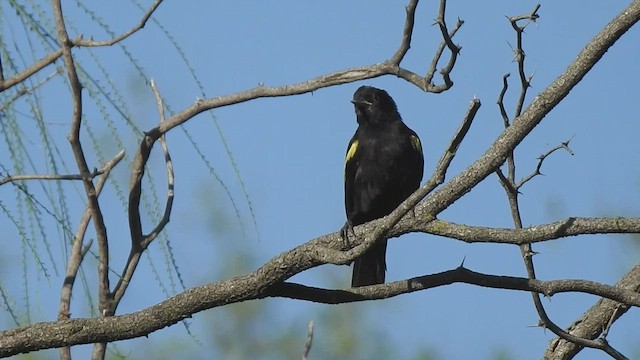 Golden-winged Cacique - ML422906821