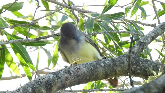 Brown-crested Flycatcher - ML422906881