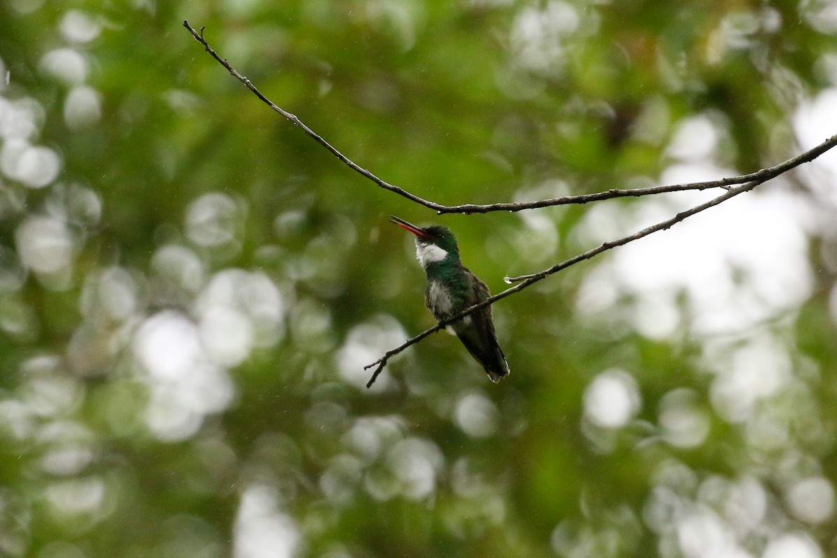 White-throated Hummingbird - ML42290701