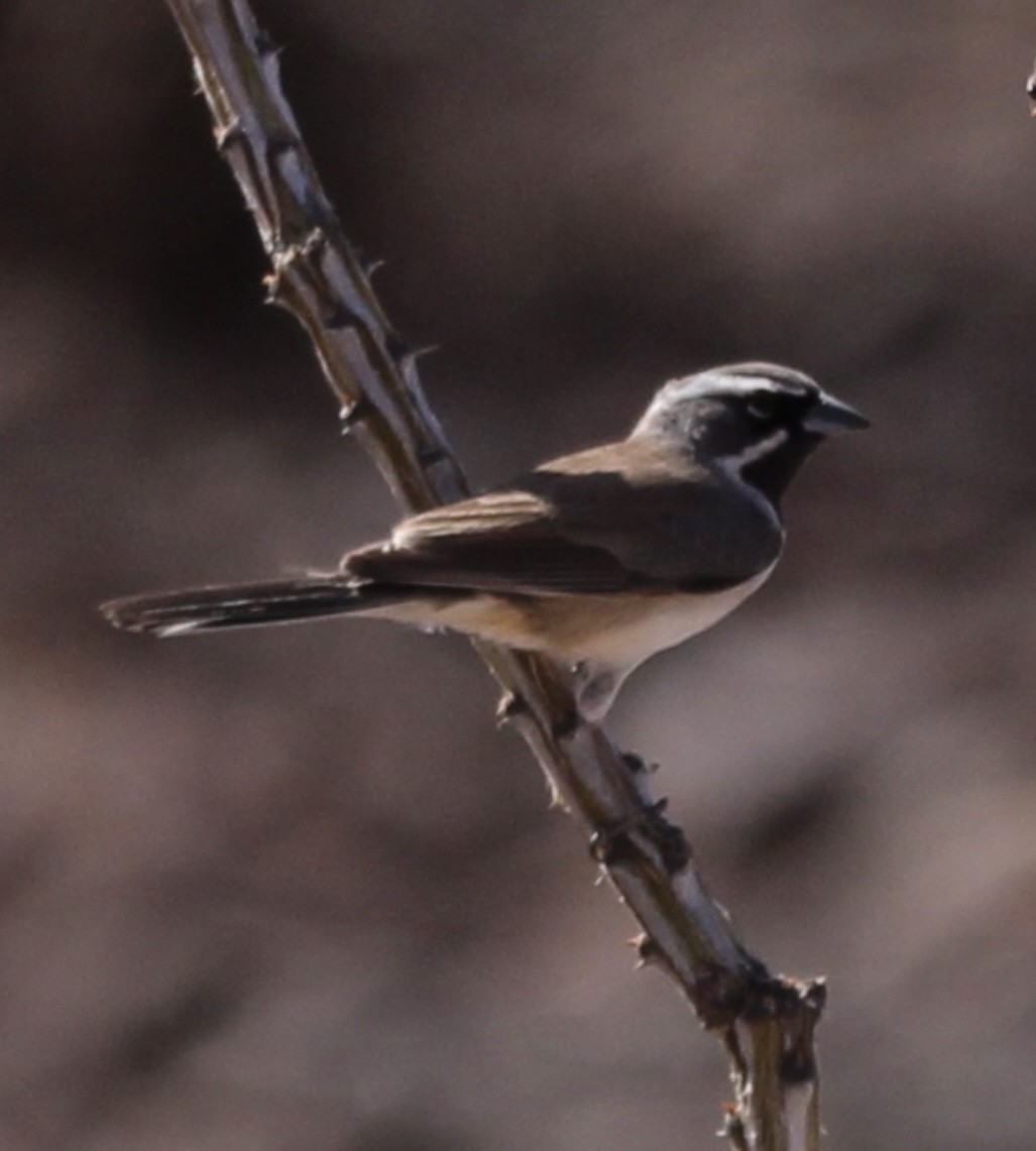Black-throated Sparrow - ML422907641