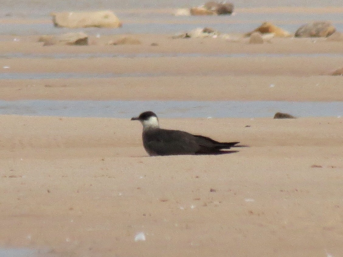 Parasitic Jaeger - ML42290791