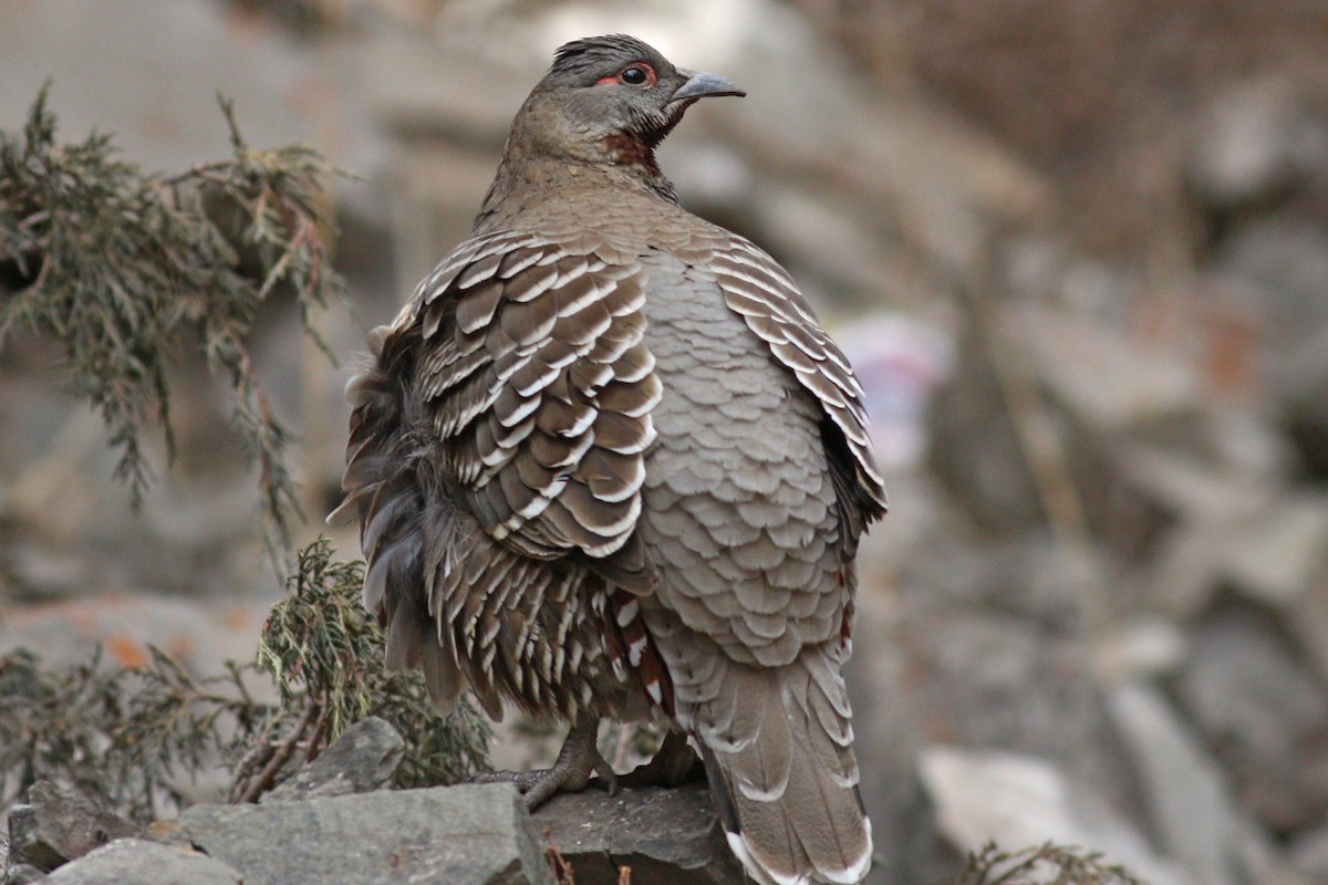 Chestnut-throated Monal-Partridge - ML422908661