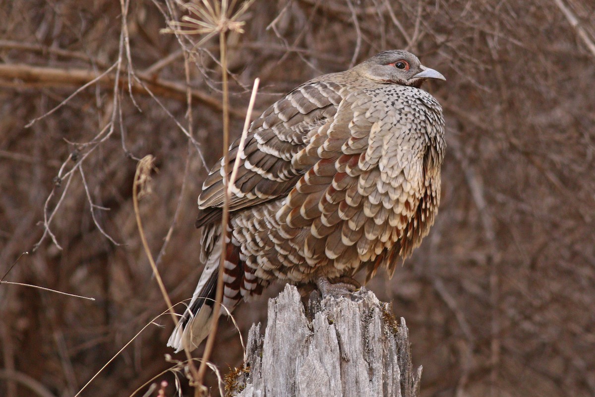 Chestnut-throated Monal-Partridge - ML422908681
