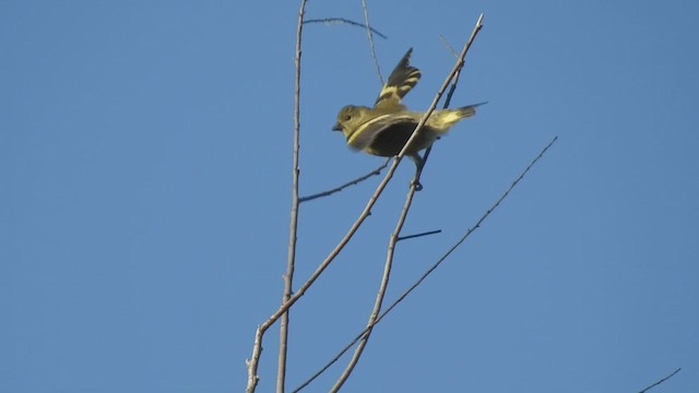 Hooded Siskin - ML422909601
