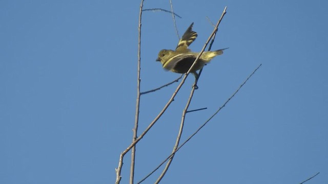 Hooded Siskin - ML422909601