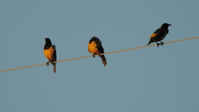 Yellow-rumped Marshbird - ML422910251