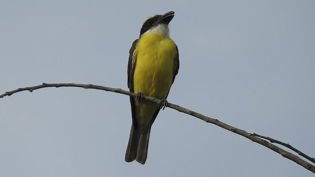 Boat-billed Flycatcher - ML422911421