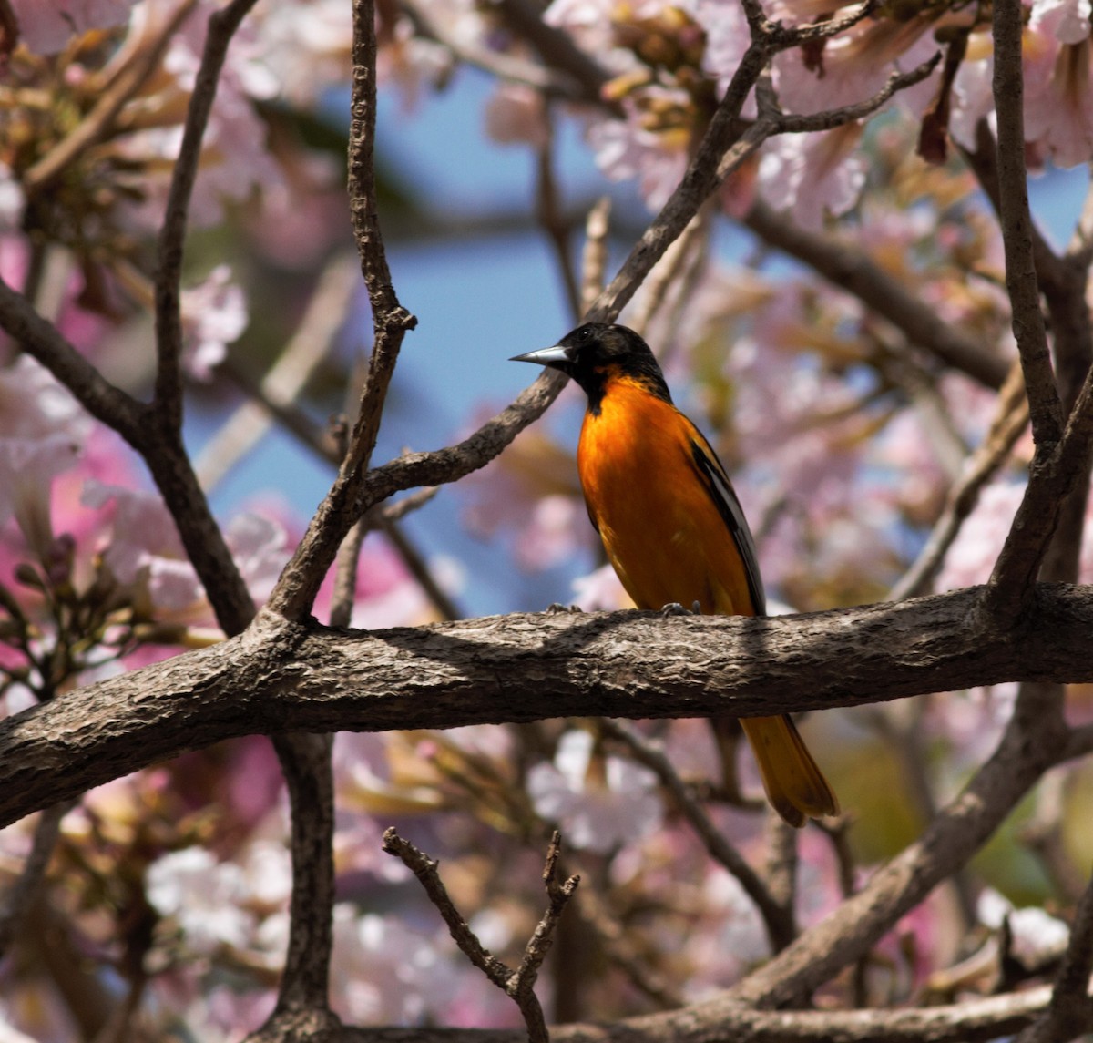 trupiál baltimorský - ML422911541