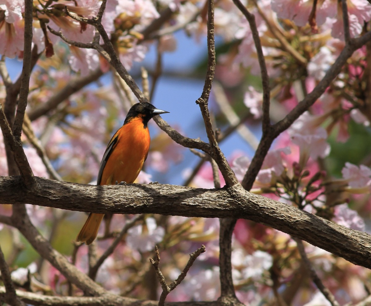 Baltimore Oriole - Georges Duriaux