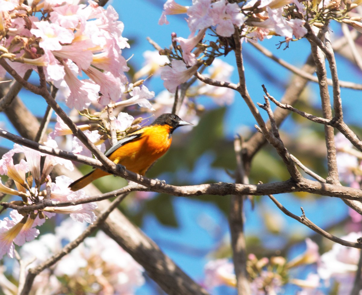 Baltimore Oriole - ML422911561