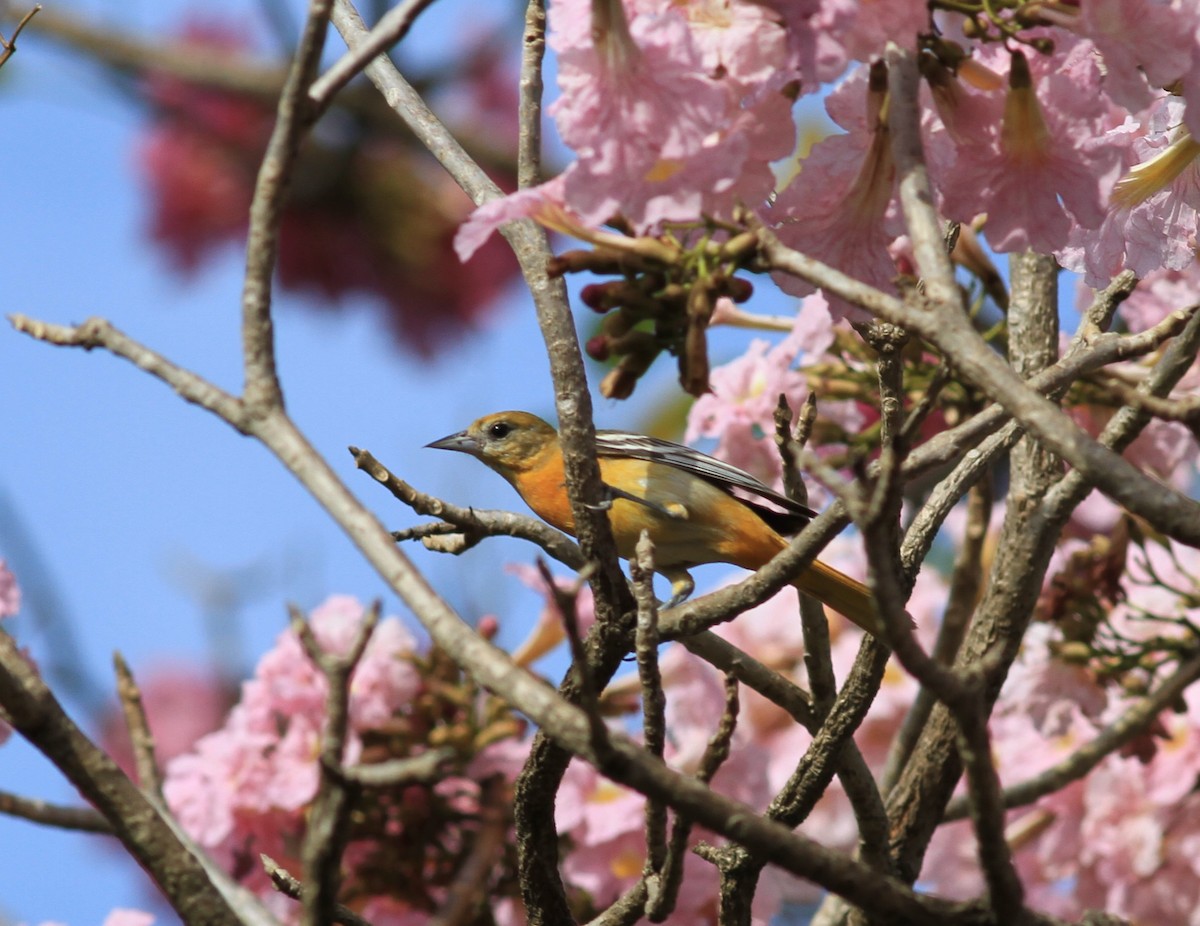 Baltimore Oriole - ML422912031