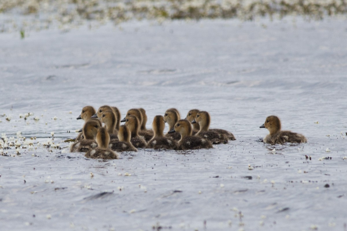 Chiloe Wigeon - ML42291251