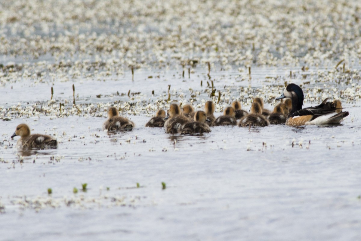 Chiloe Wigeon - Evaldo Cesari de de Oliveira Jr