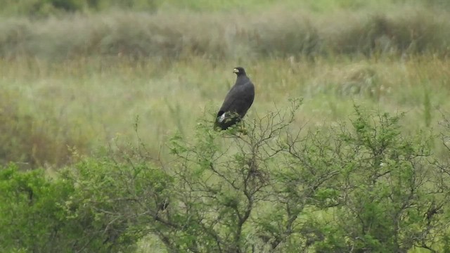 Great Black Hawk - ML422912931