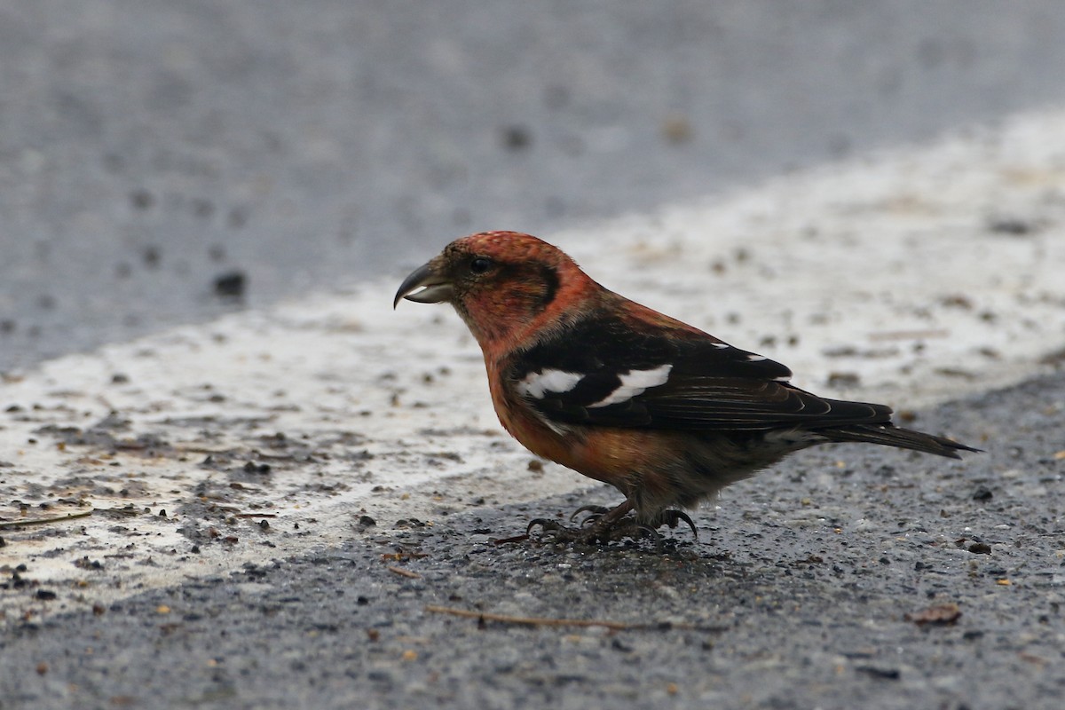 White-winged Crossbill - ML422912961