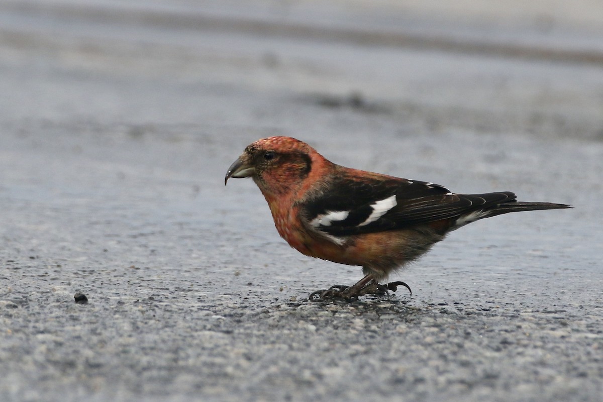 White-winged Crossbill - ML422912971