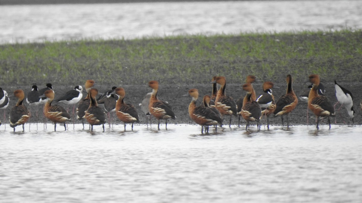 Fulvous Whistling-Duck - ML422913031