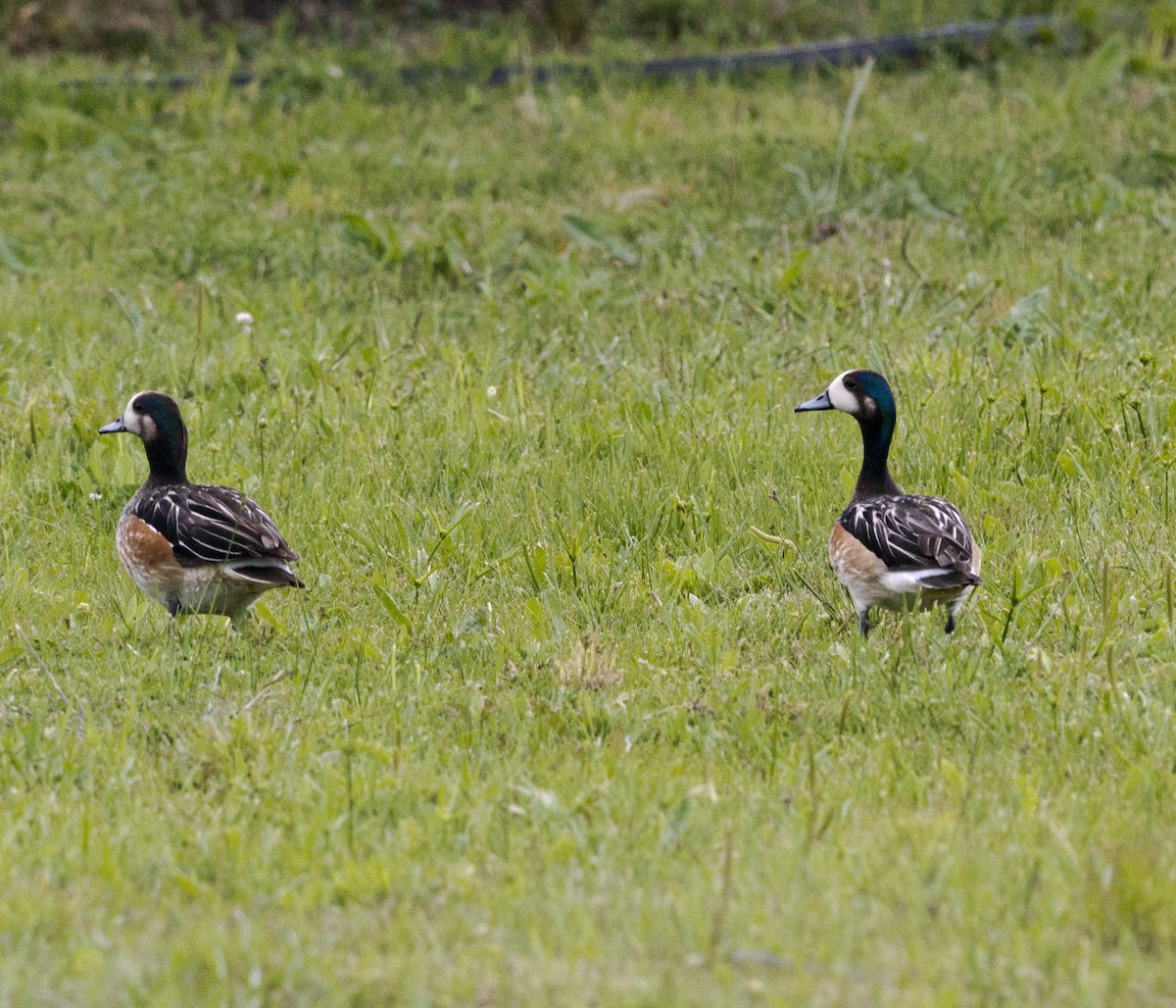 Chiloe Wigeon - ML42291321