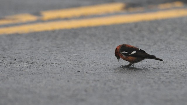 White-winged Crossbill - ML422913501