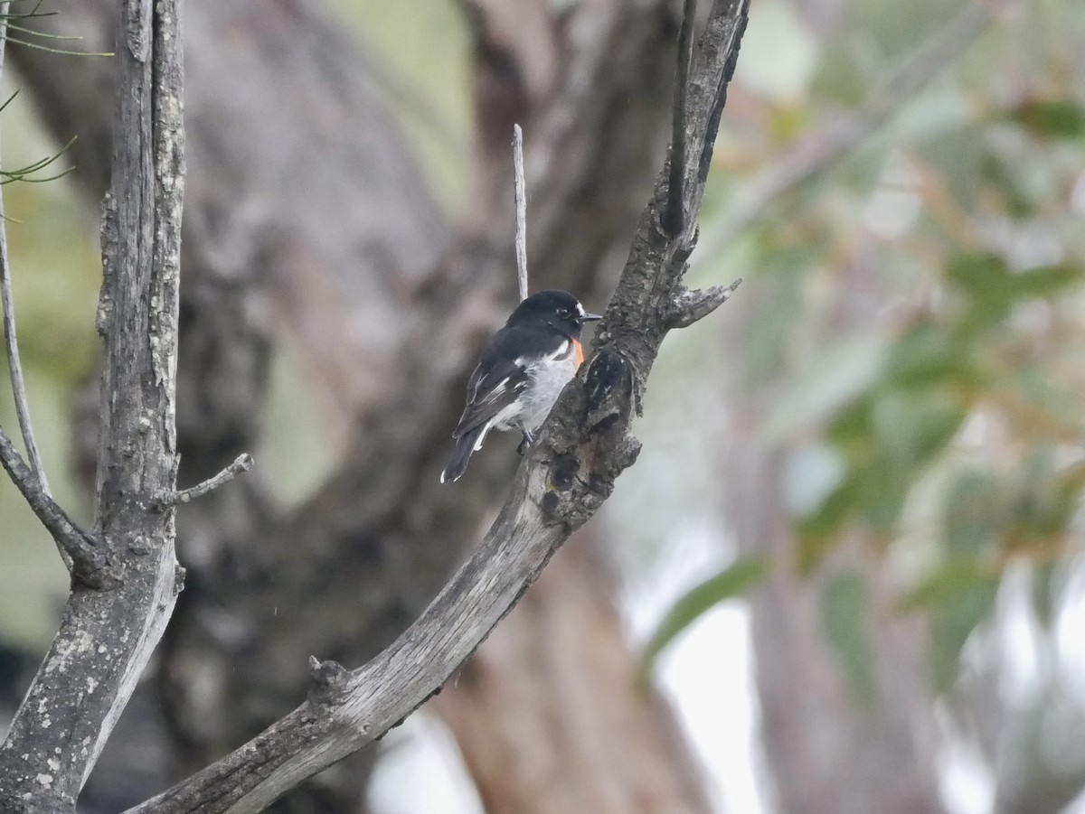 Scarlet Robin - Keith Morris