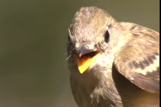 Empidonax sp. - ML422914