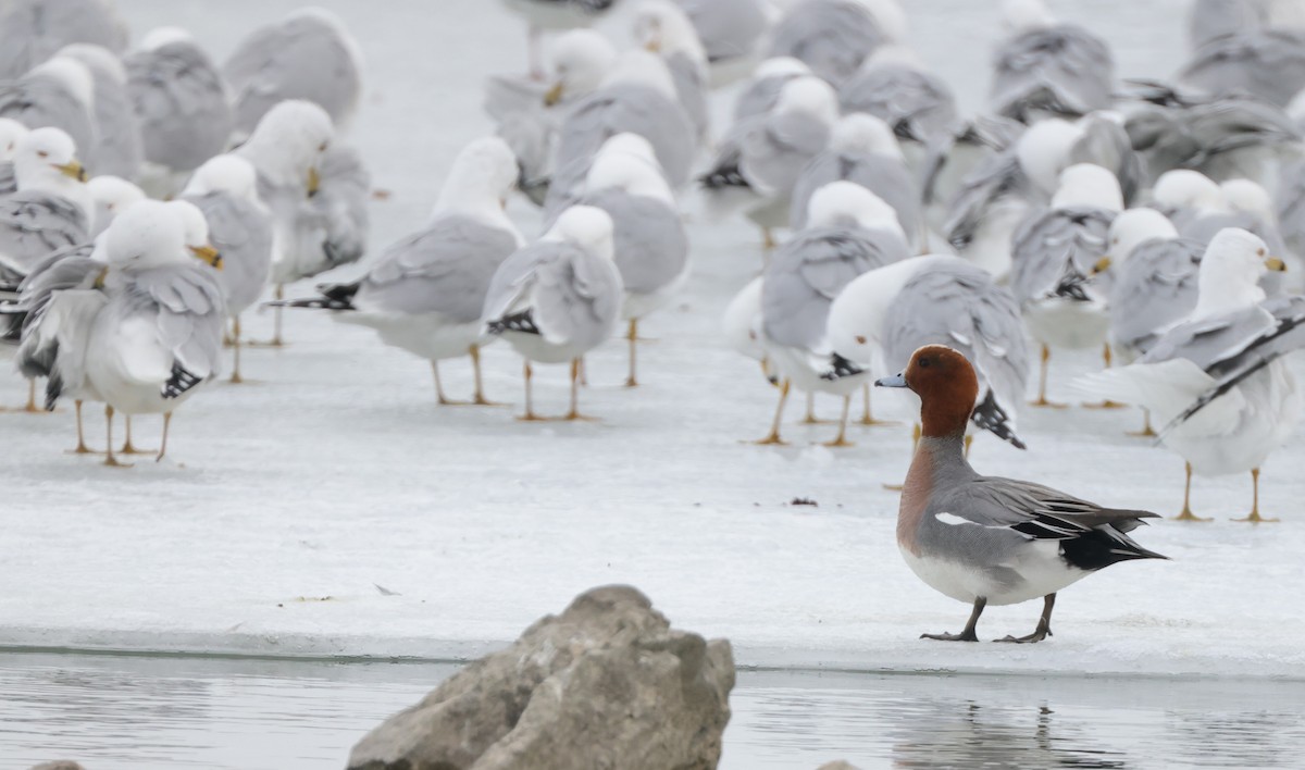 Eurasian Wigeon - ML422915031