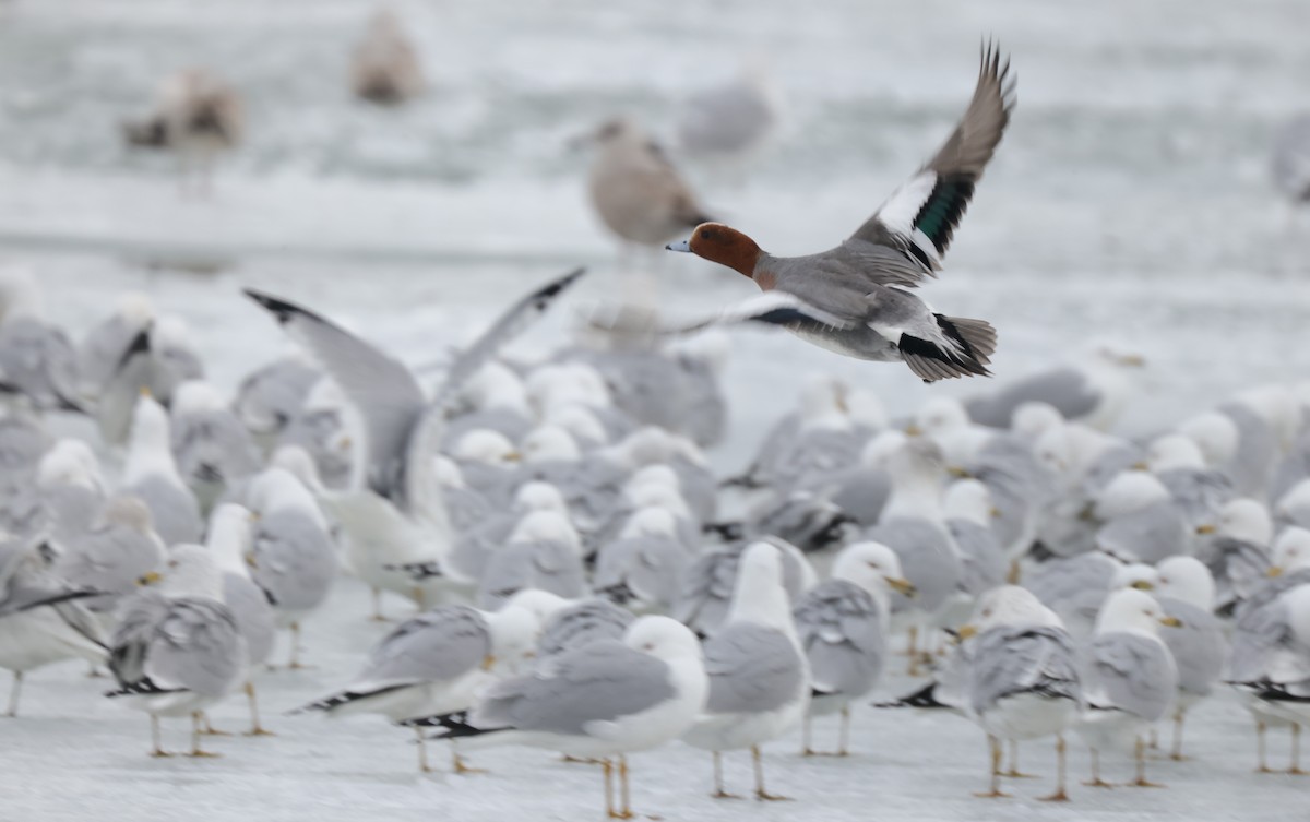 Eurasian Wigeon - ML422915191