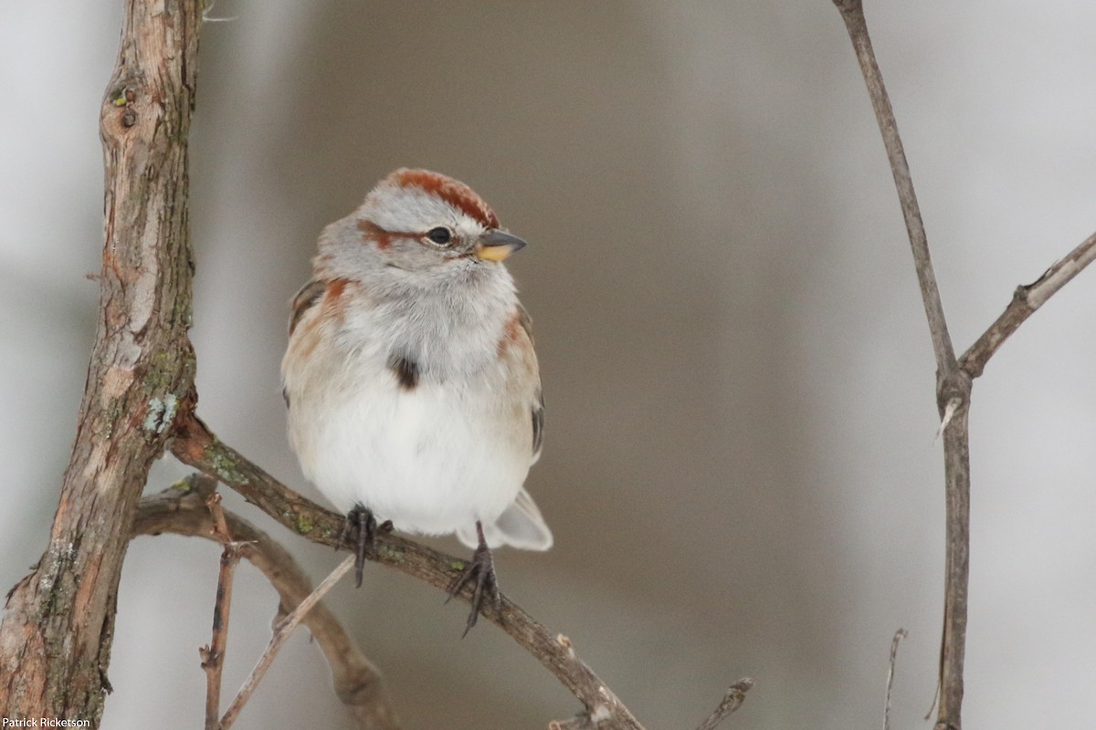 American Tree Sparrow - ML42291611