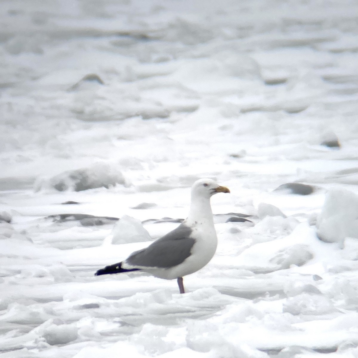 Herring Gull - ML422916581