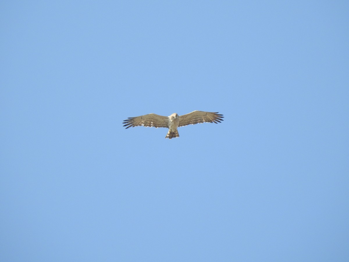 Short-toed Snake-Eagle - ML422918571