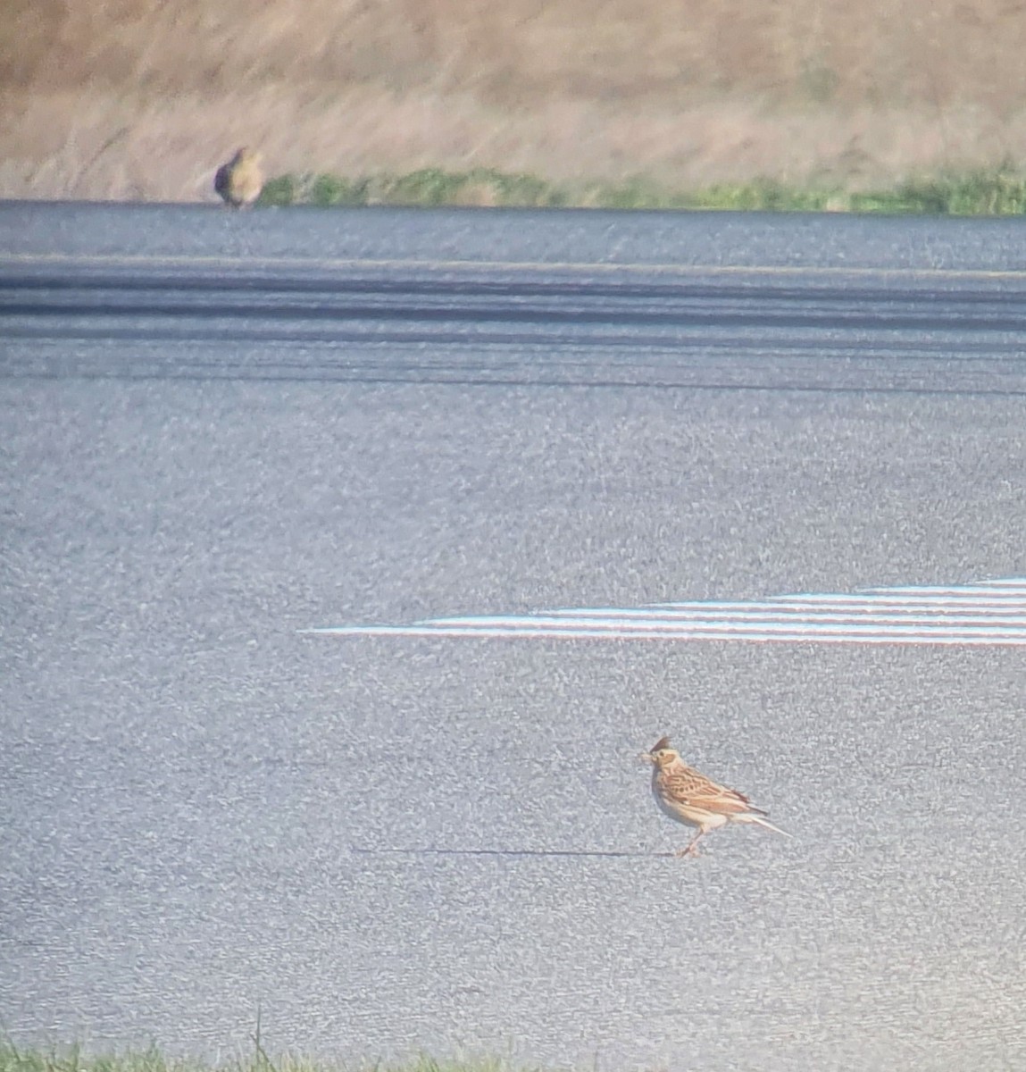 Eurasian Skylark - ML422919431