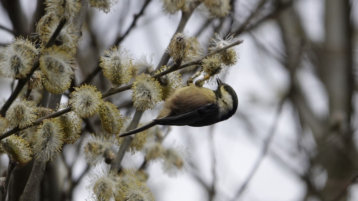 Black-capped Chickadee - ML422920461