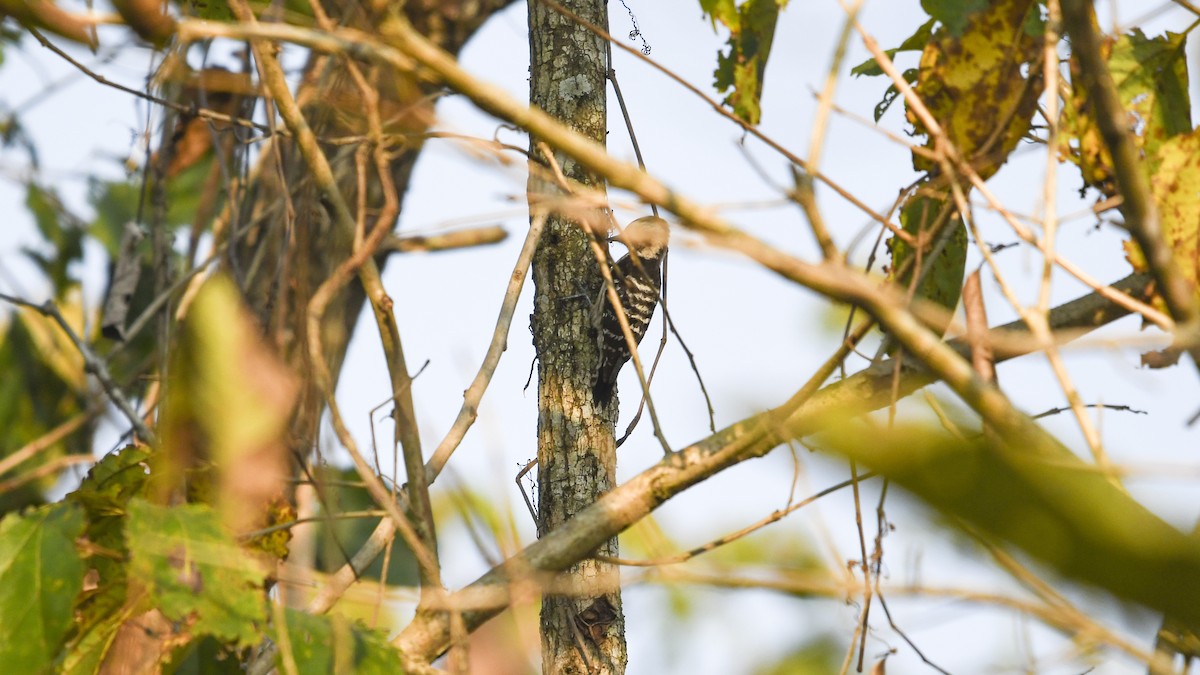 Gray-capped Pygmy Woodpecker - ML422921381